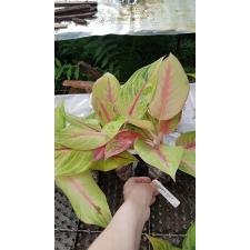 Aglaonema Kwak Thong 33
