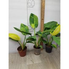 Philodendron congo variegated 