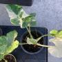 Alocasia Okinawa Silver