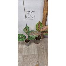 Aglaonema 10 Karat - green black A-3 S pot