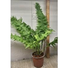 Microsorum sp. Africa pot