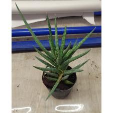 sansevieria sp francisii