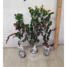 Codiaeum A33 Nin mung korn