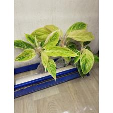 Aglaonema Green A-83