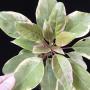 Solandra grandiflora albomarginata