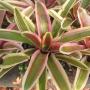 Neoregelia Annick (Bromeliad) 198