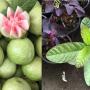 Psidium guajava (pink flesh)(round fruit).