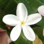 Kopsia pruniformis