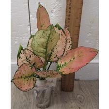 Аглаонема Камкун номер 2 / Aglaonema Kamkoon no.2 A-139