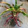Codiaeum Petch Phaya Nak