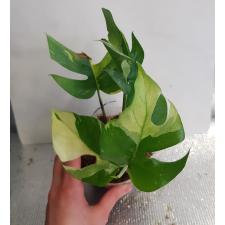 Monstera 'Mini' variegated стакан Д 10,04