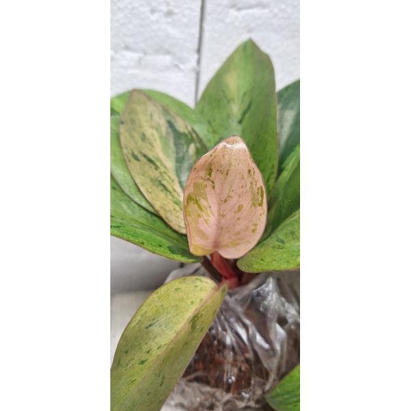 Philodendron Congo dwarf variegated