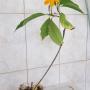 Gardenia thailandica