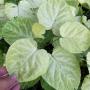 Polyscias sp.(T09) variegated Japan (Selection)