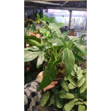Syngonium podophyllum 'Trileaf Wonder' 4 шт в горшке