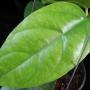 Hoya fraterna           674
