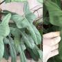 Philodendron Hammer Head