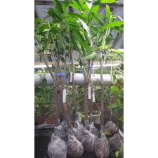 Mangifera indica 'Maha Chanok' (Sunset x Nhang Klang Wan).