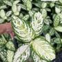 Aglaonema  Pattinum green  A-60