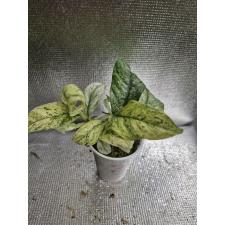 Rhaphidophora puberula variegated S стакан