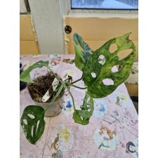 Monstera adansonii variegated Aurea 191 pot 2,5" 2200р