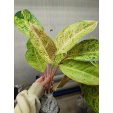 Aglaonema T8 Whalthy Green
