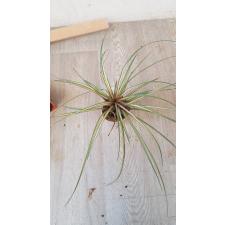 Tillandsia cyanea variegata 221  in 3100p