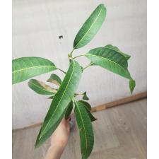 Mangifera indica 'Daeng Jakkapat' (grafted). 278