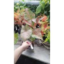 Syngonium Orm Nak pot