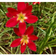 Zephyranthes Signature