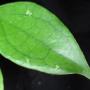 Hoya Jenifer            687