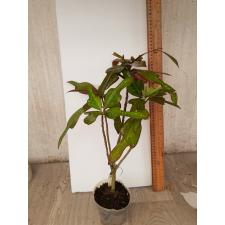 Codiaeum Tri Aswin 122