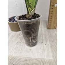 Sansevieria masoniana variegata (T05)(USA clone) с дефектом