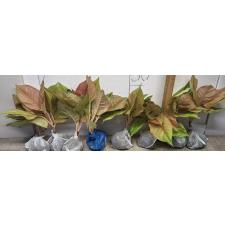 Аглаонема Пракайпет. / Aglaonema Prakaipet A-64