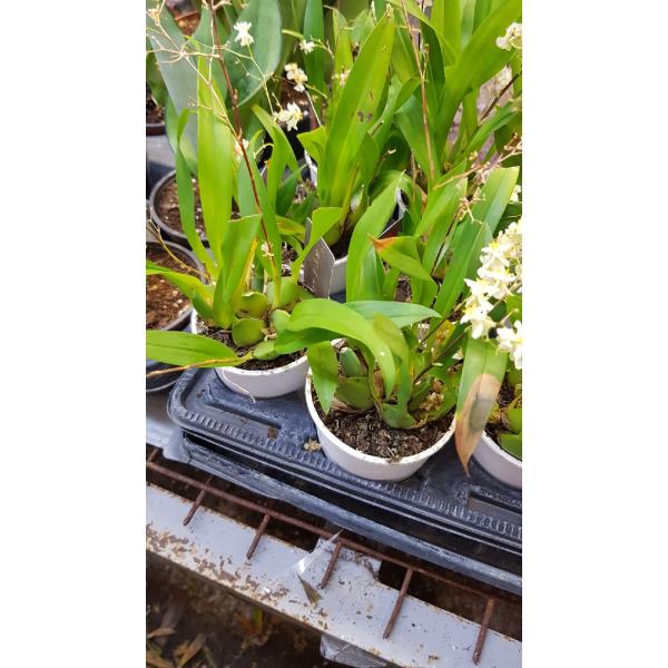 Онцидиум Твинкл Уайт Шауэр / oncidium twinkle white shower