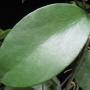 Dischidia sp.719                719