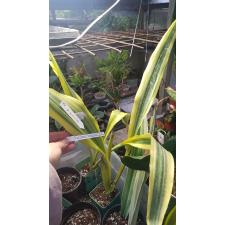 Sansevieria guineensis variegata 929