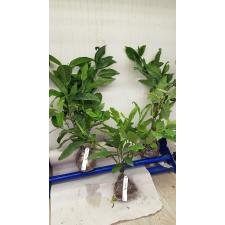 Ixora sp.(T31) Indonesia 157