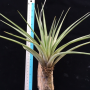 Tillandsia jalisco-monticola.