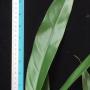 Philodendron sp. Thailand (narrow leaf).