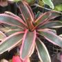 Neoregelia Yin (Bromeliad) 235