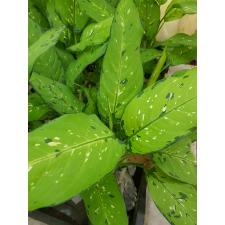 Dieffenbachia sp Tricolor