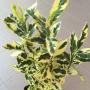 Gardenia sp.(T10) variegated