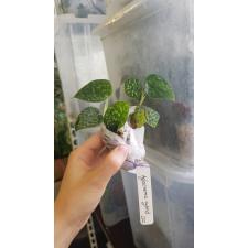 Сциндапсус сп.Неон / Scindapsus sp. Neon