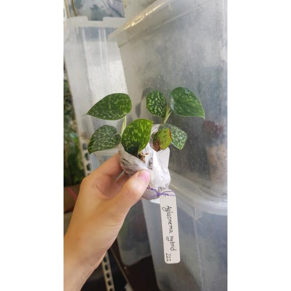 Сциндапсус сп.Неон / Scindapsus sp. Neon