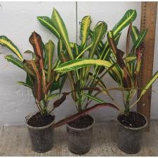 Кодиеум Као Ванг Тонг. / Codiaeum B-4 Khao hwang thong