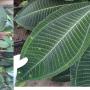 Miconia magnifica.