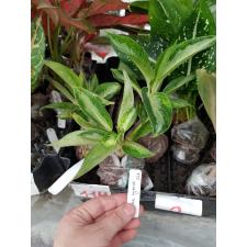 Aglaonema Elephant Ears (Dwarf)22А