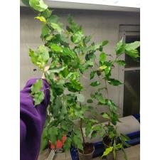 Ficus benjamina ‘Yellow Gold
