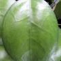 Hoya Nelinae            686